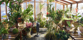 What to Look for When Choosing a Greenhouse