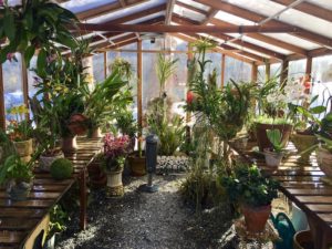 Beautiful flowers and plants growing inside a redwood and polycarbonate backyard greenhouse.