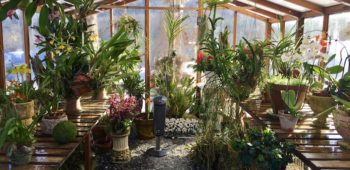 Beautiful flowers and plants growing inside a redwood and polycarbonate backyard greenhouse.