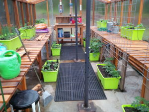 Potted plants growing inside a backyard redwood greenhouse kit.