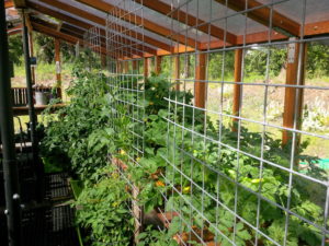 Tomato plants growing inside a deluxe DIY redwood greenhouse kit.