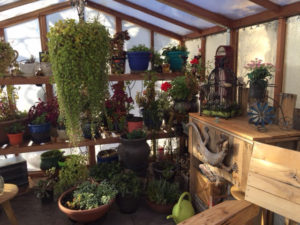 Our redwood backyard greenhouse kits are great for growing a wide variety of potted plants.