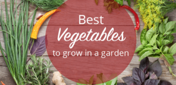 Best Vegetables to Grow in a Garden
