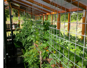 Tomatoes growing in a redwood greenhouse kit.