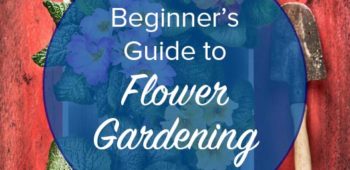 Beginner Tips for Flower Gardening