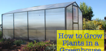 How to Grow Plants in a Greenhouse