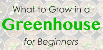 What to Grow in a Greenhouse for Beginners