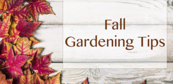 Seasonal Gardening Tips for Fall