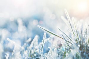 morning frost on grass