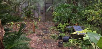 It has been a very good greenhouse. It has made it through 2 major hurricanes, Irma and Mathew, and a couple of tropical storms. Plus one tornado.