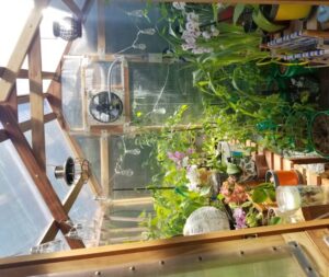 inside redwood greenhouse