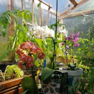 orchids in greenhouse