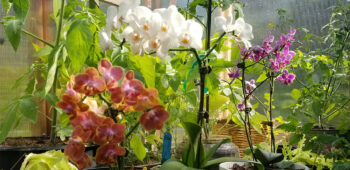 orchids in greenhouse