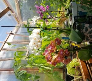 orchids in Santa Barbara Greenhouse