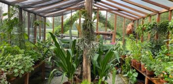 inside redwood greenhouse