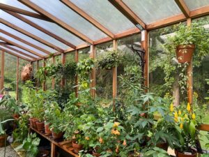 inside redwood greenhouse