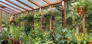 inside redwood greenhouse